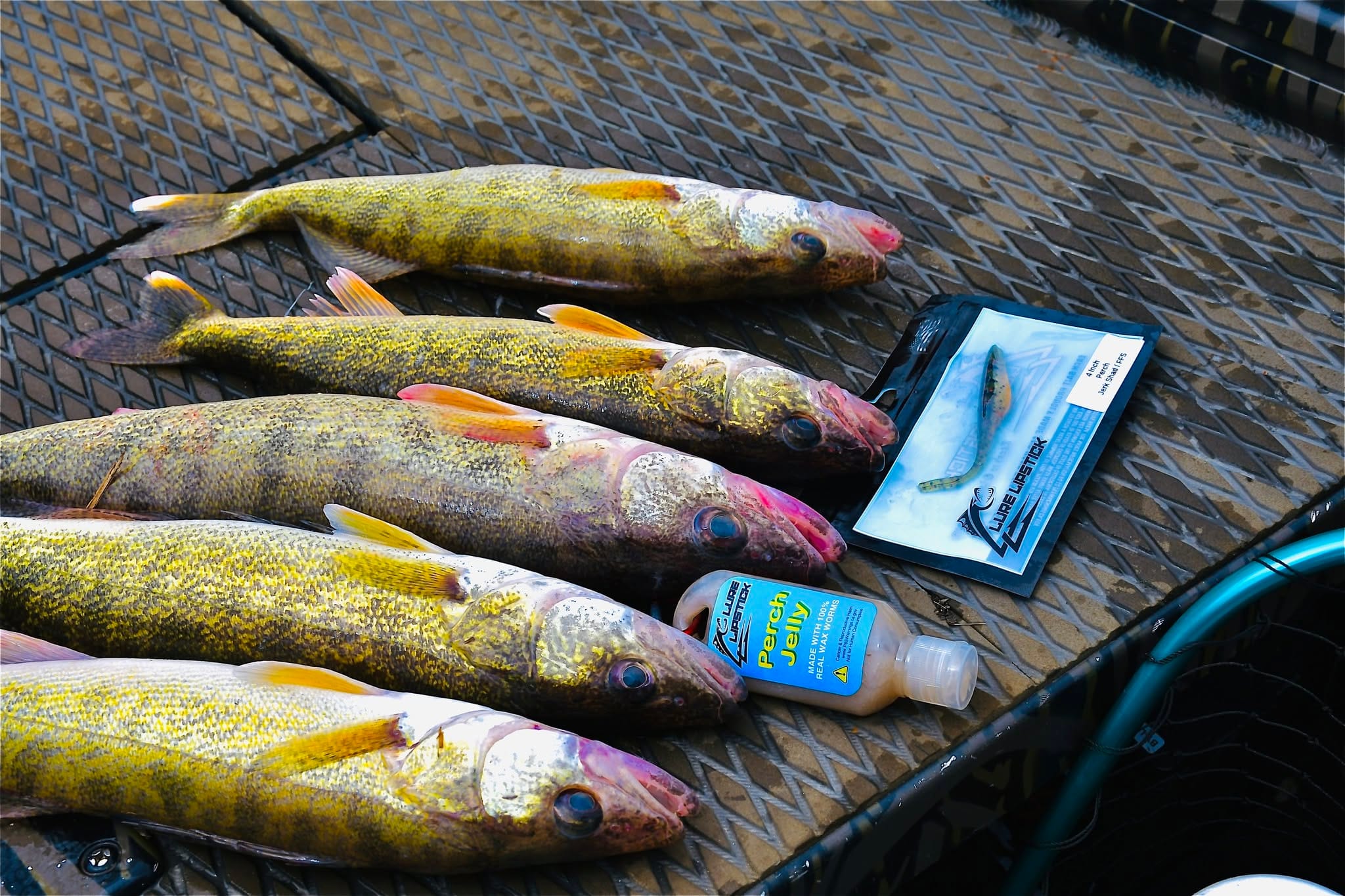 Fish caught with Lure Lipstick FFS Jerk Shad